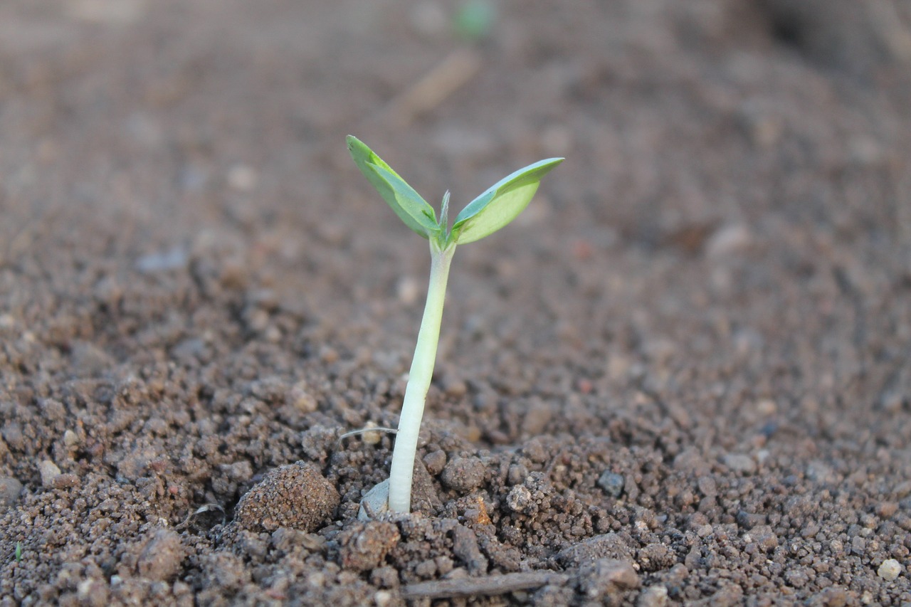 Understanding Soil Types for Your Garden